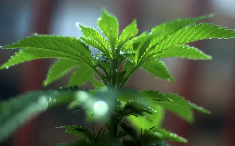 Optimales Licht für Cannabis-Sämlinge: Einsteigerfreundlicher Leitfaden