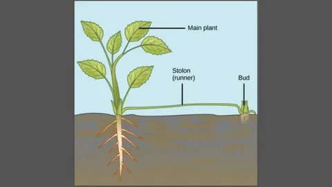 The Science Behind Plant Buds: Growth and Renewal Explained